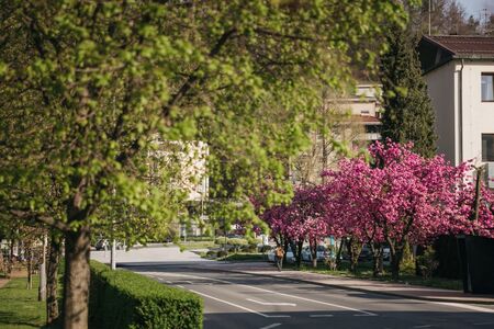 Japonske češnje nas spet razveseljujejo